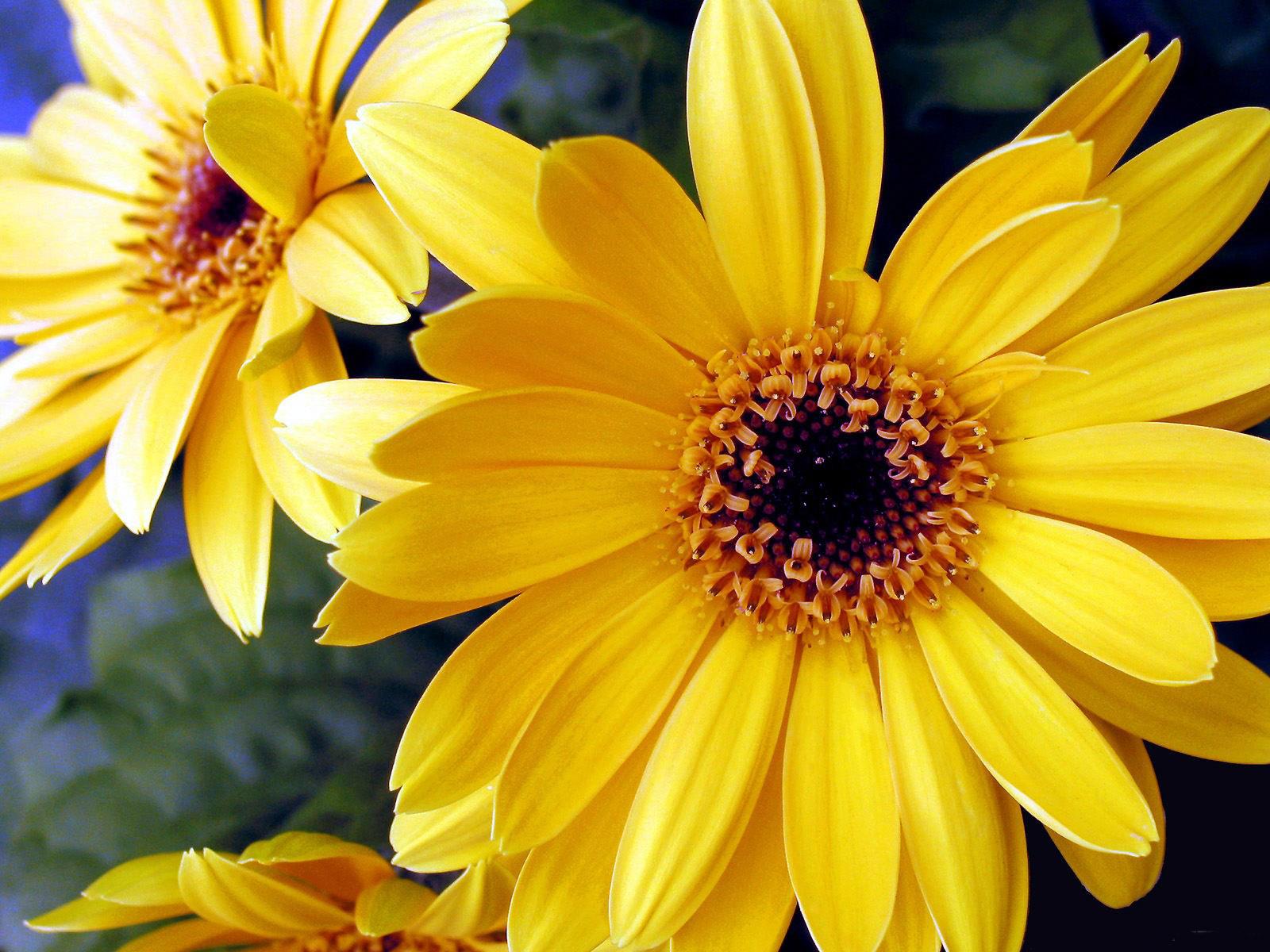 Желтые цветы (145 фото) .