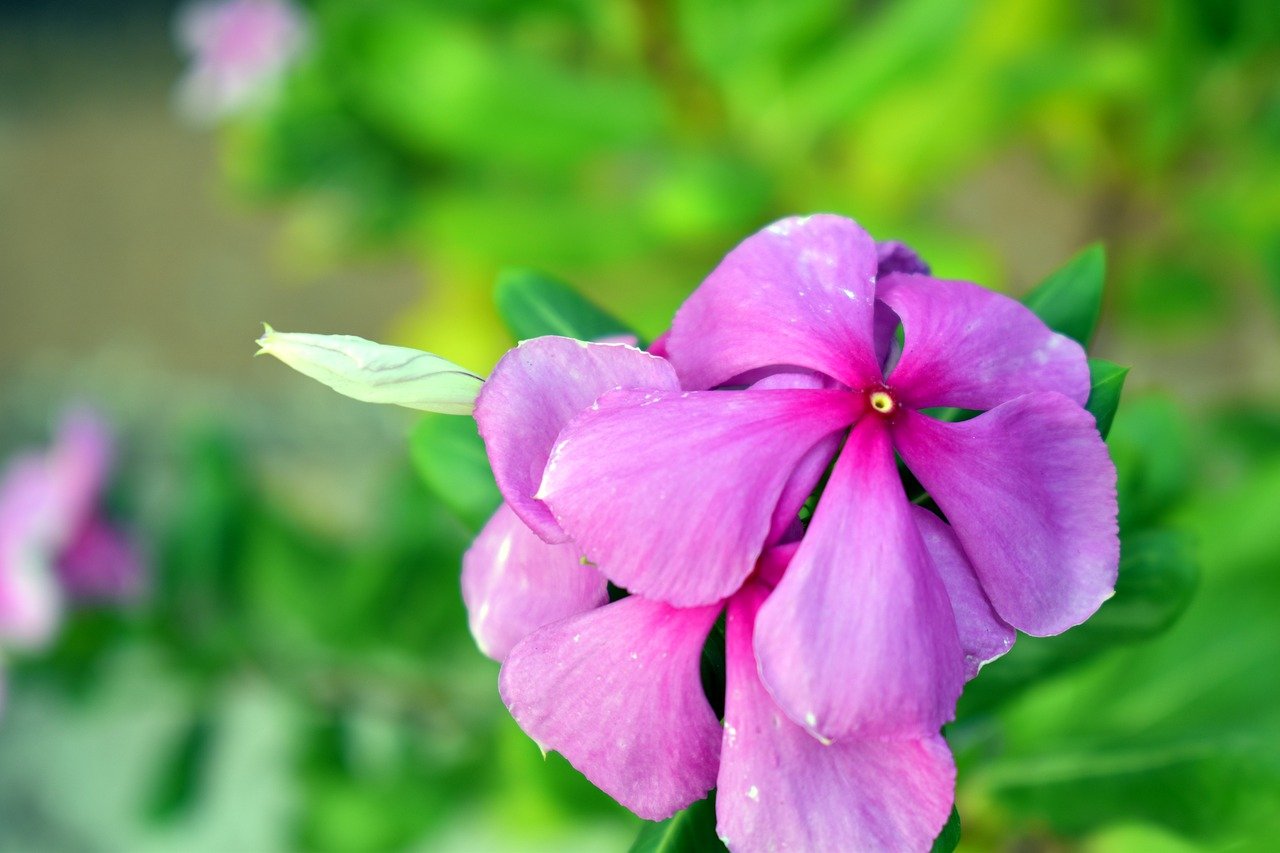 Periwinkle Flower Purple