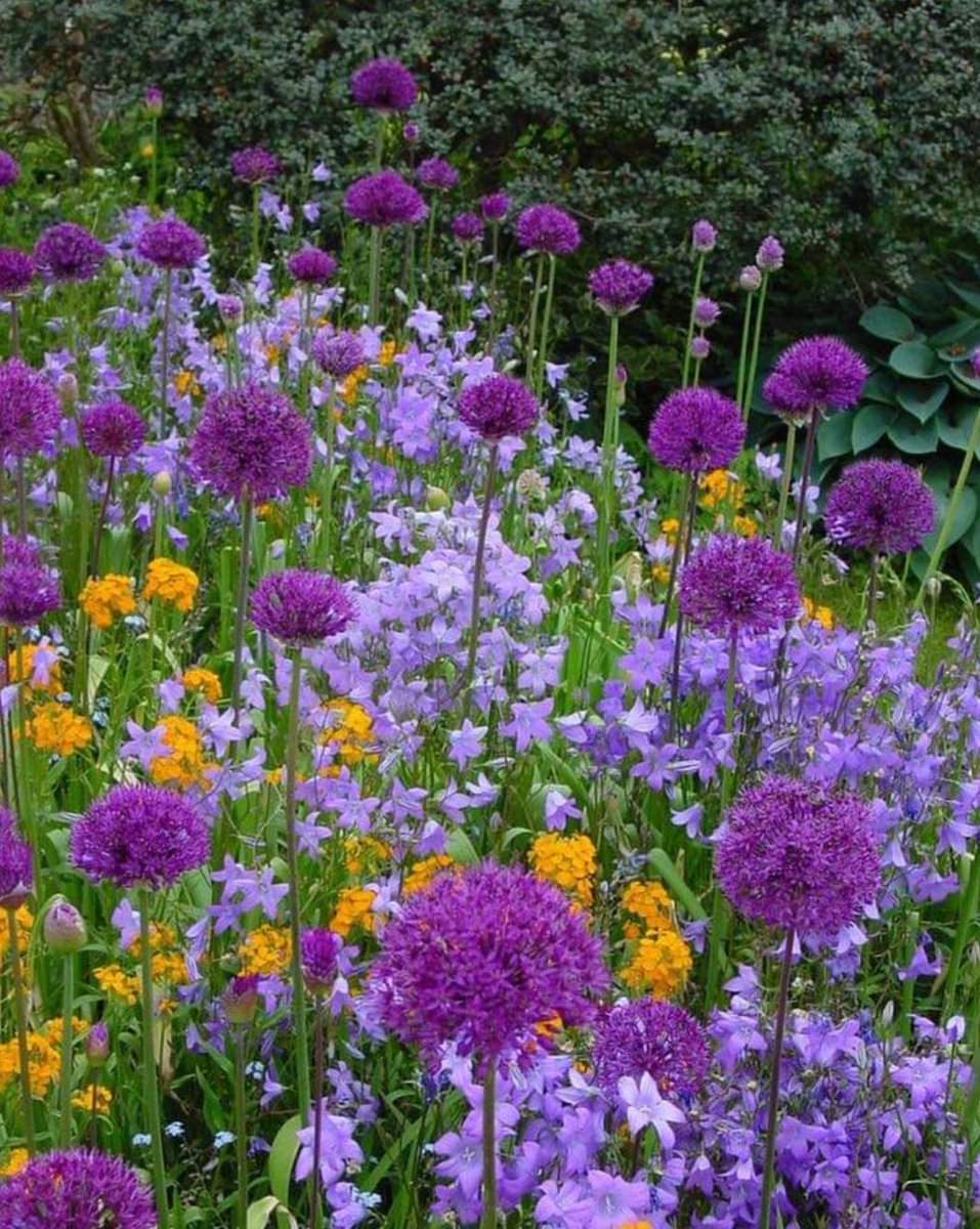 Садовые цветы с сиреневыми цветами фото и названия