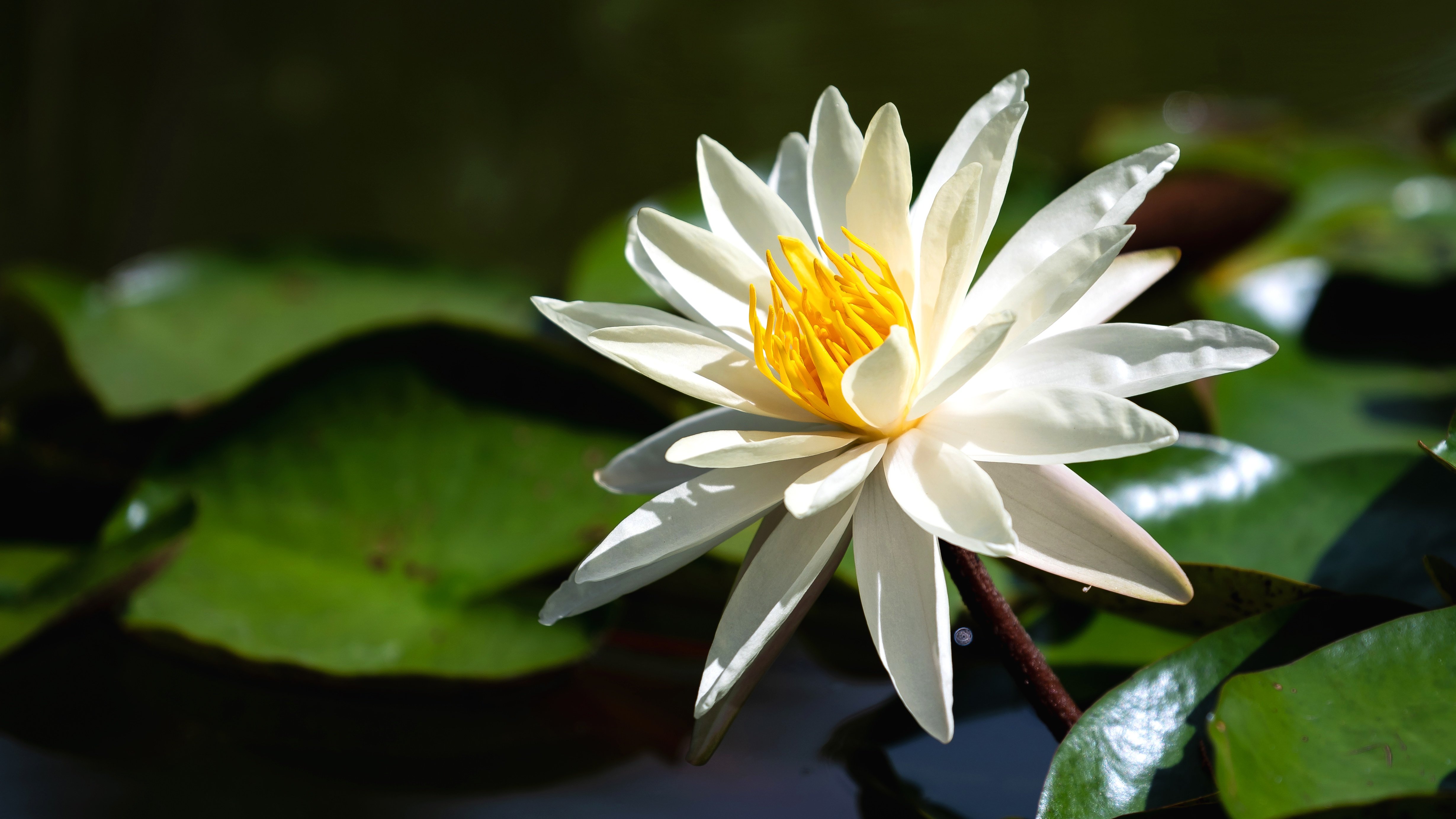 Nymphaea Lotus цветок белый
