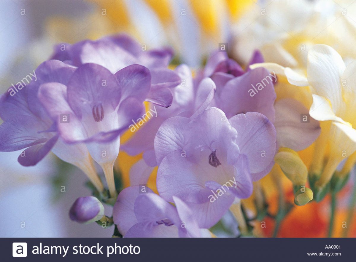 Фрезия цветок Блу