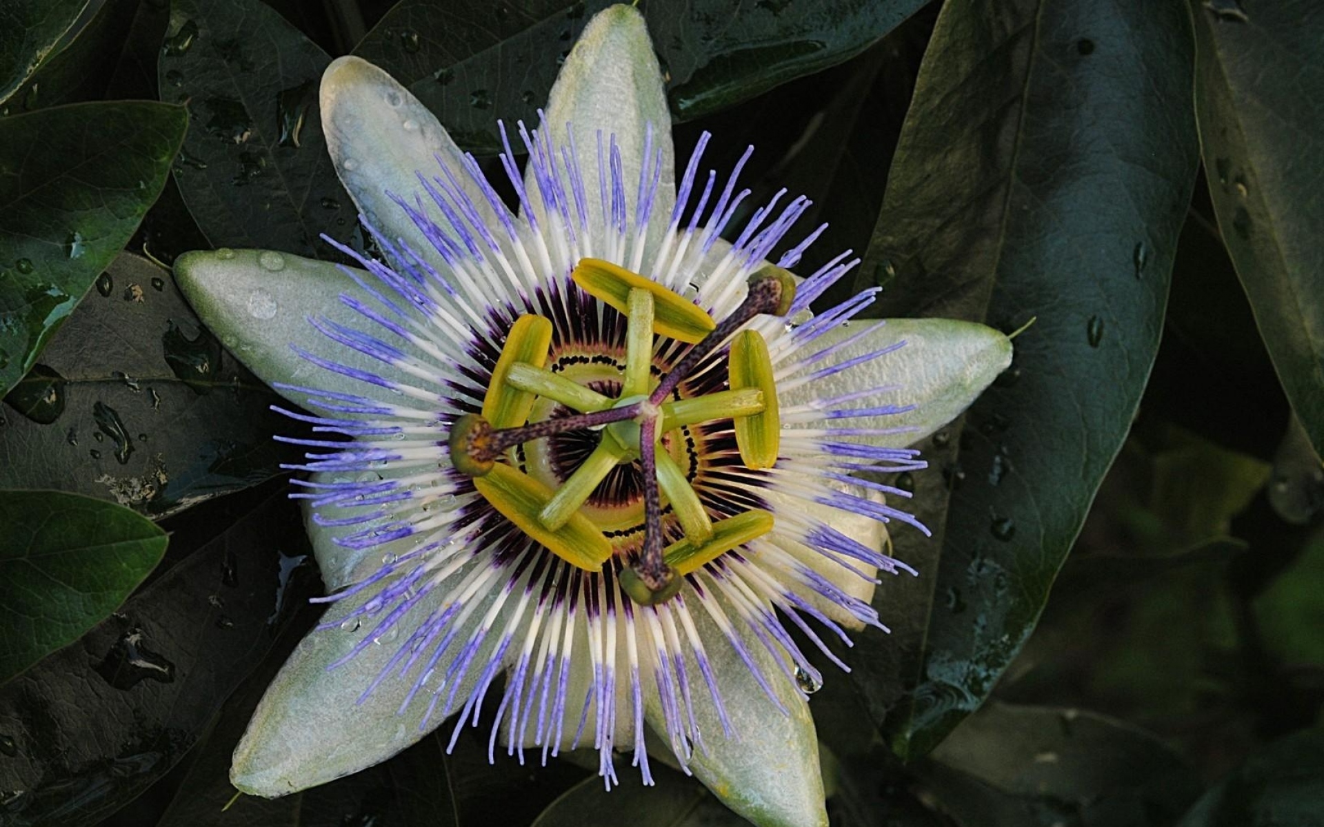 Пассифлора цветок садовый многолетний зимующий фото и описание
