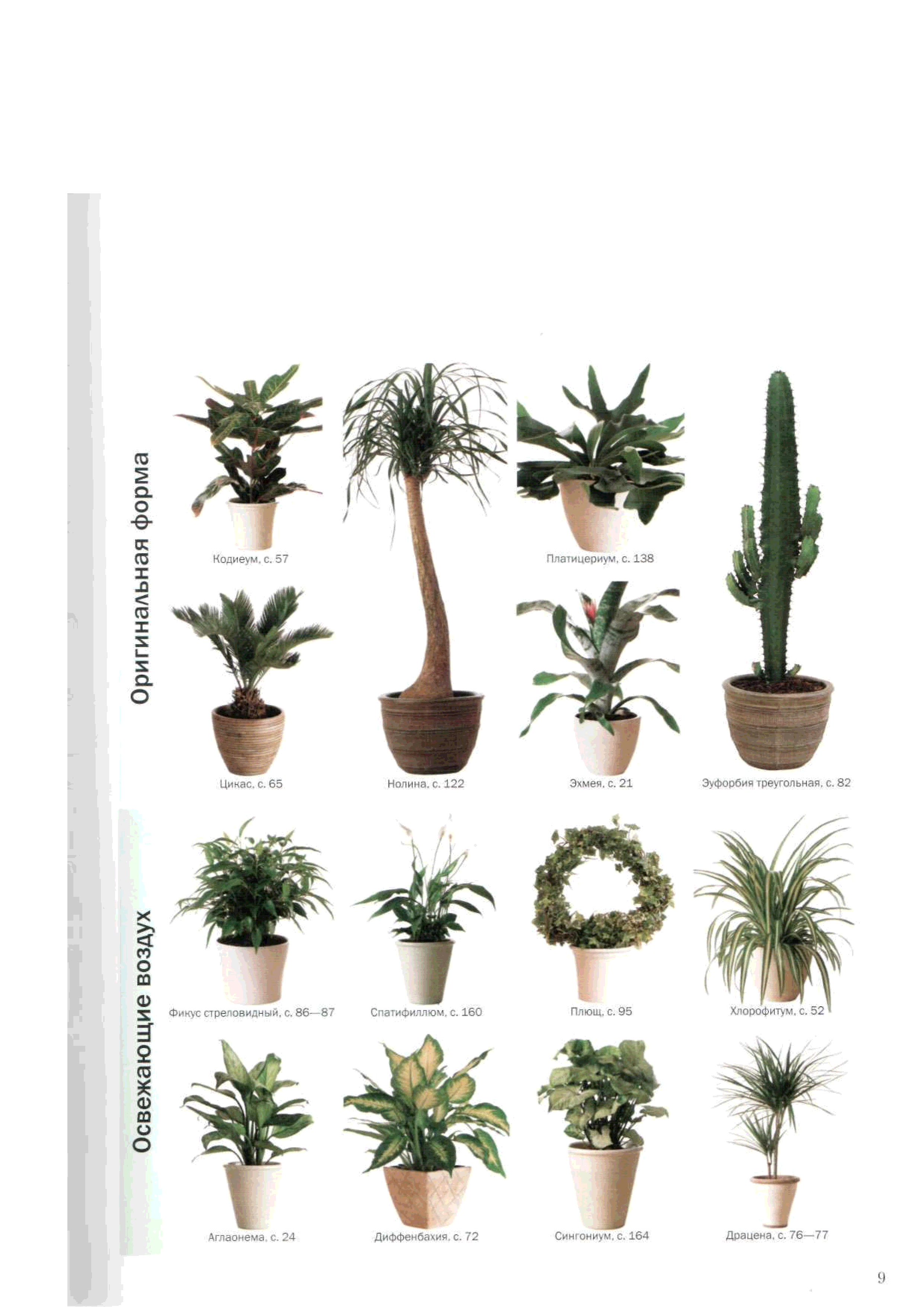комнатные растения каталог с фотографиями и названиями