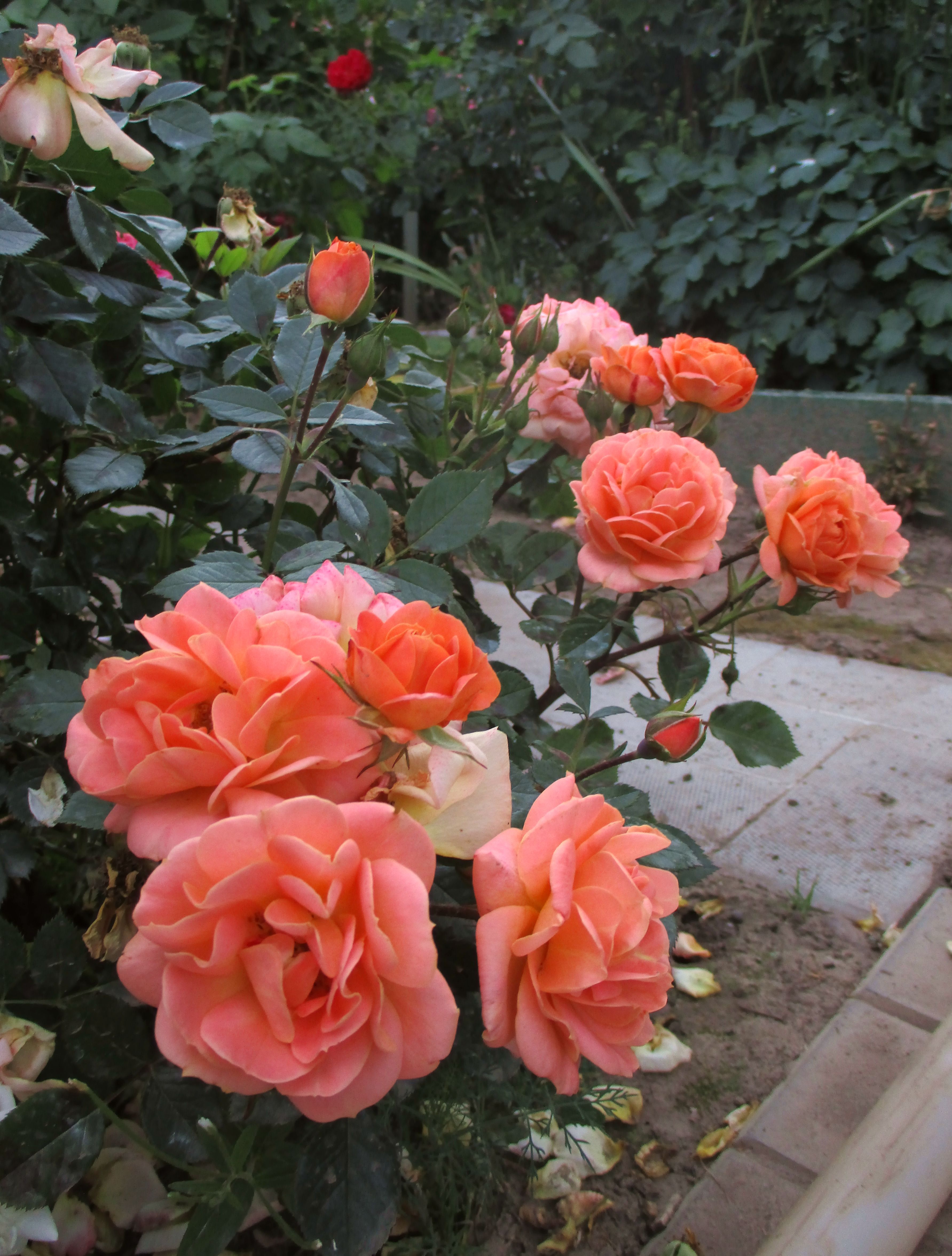 Роза Импресс флорибунда