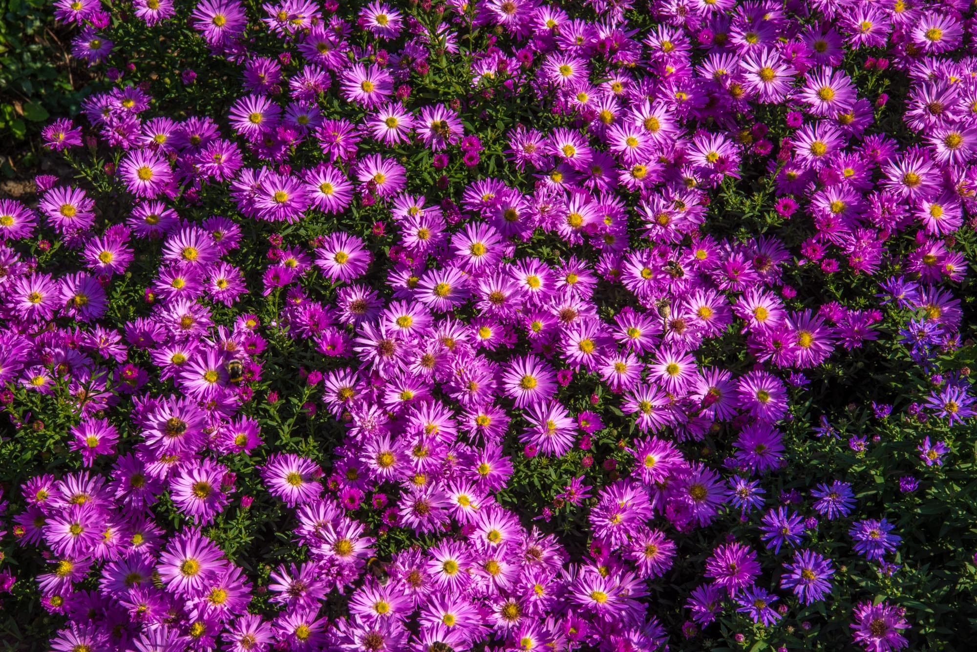 Фиолетовые цветы фото с названиями садовые многолетние