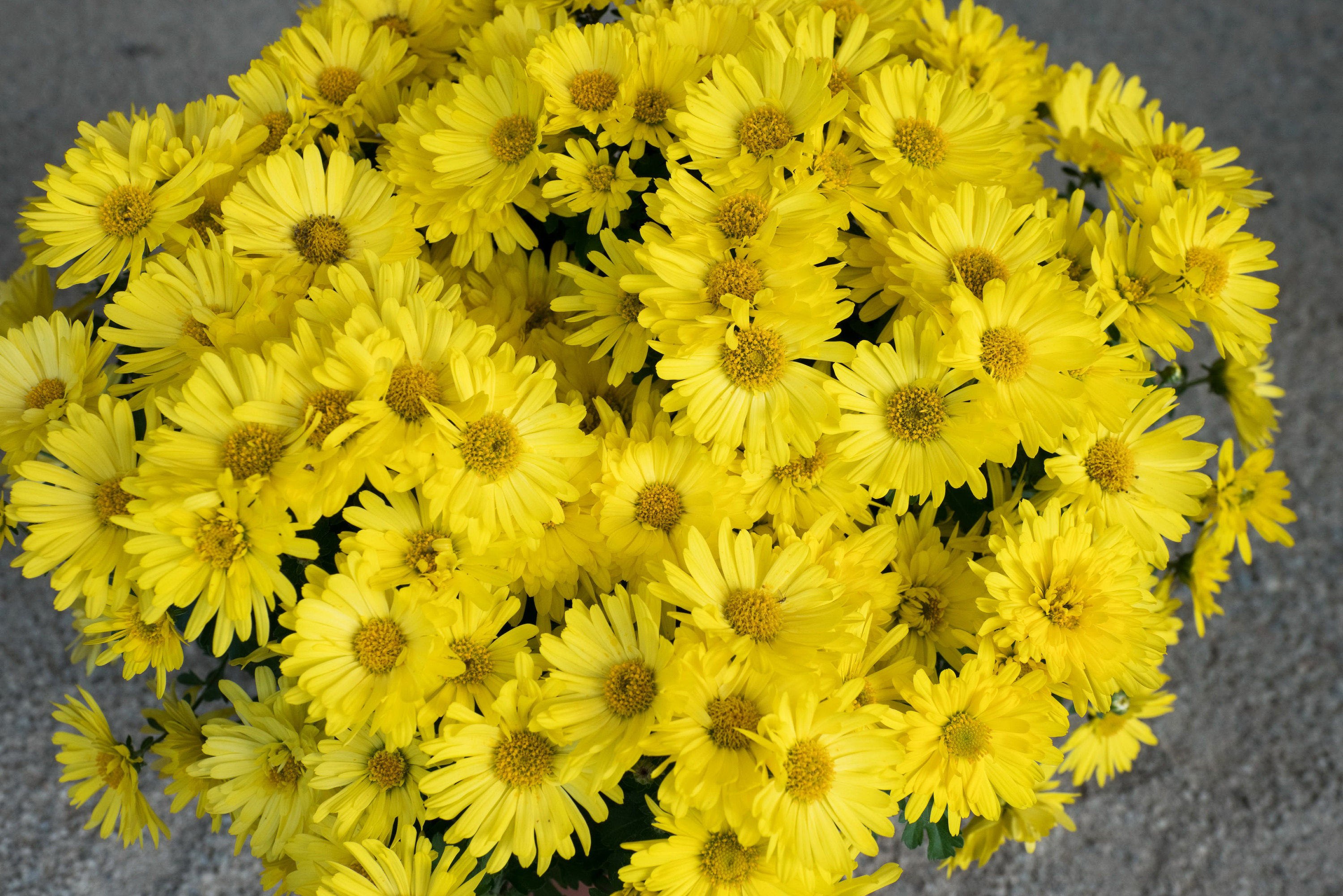 Цветы желтые хризантемы