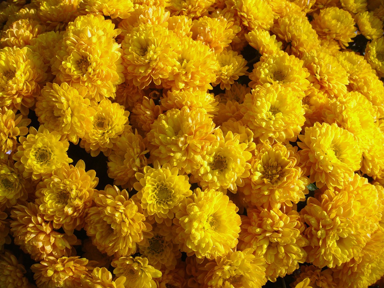 Хризантема круиз еллоу мультифлора фото