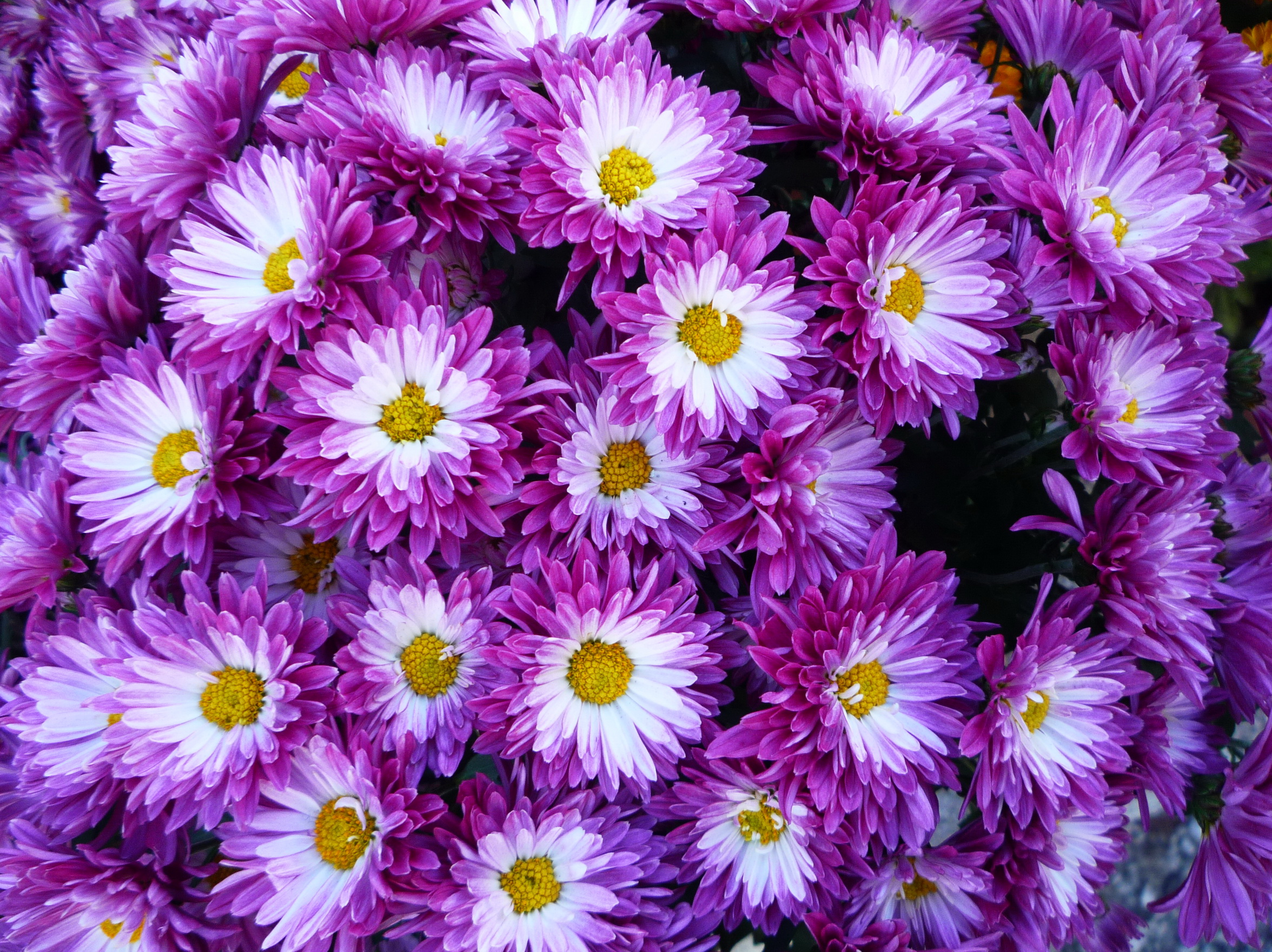 пурпурная хризантема фото