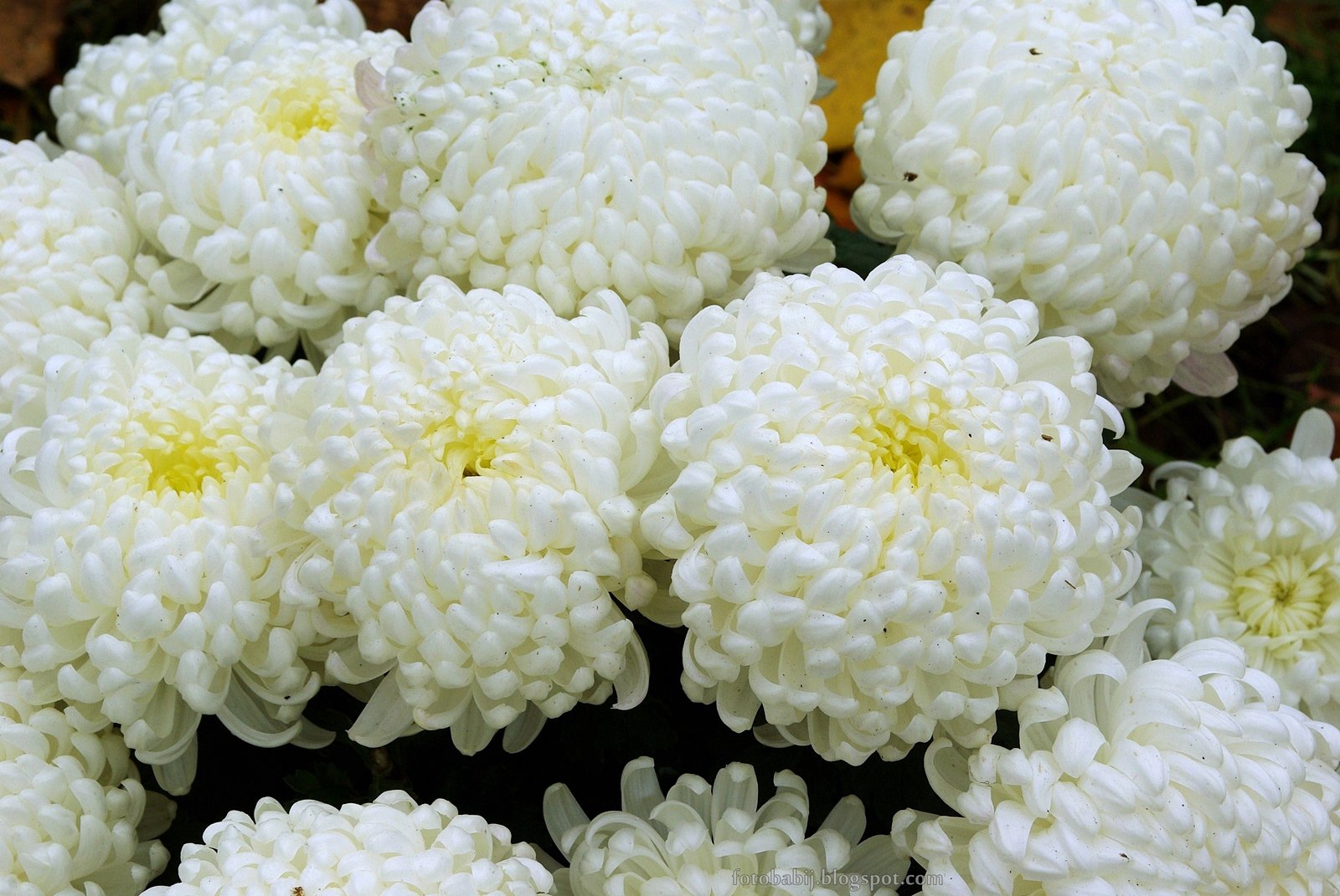 Белые Цветы Большие Шапки
