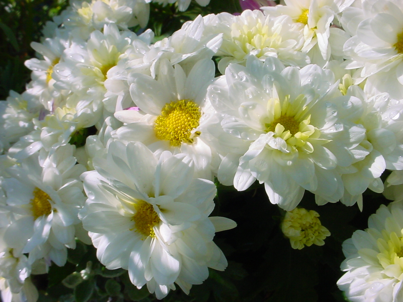 хризантема белая махровая фото