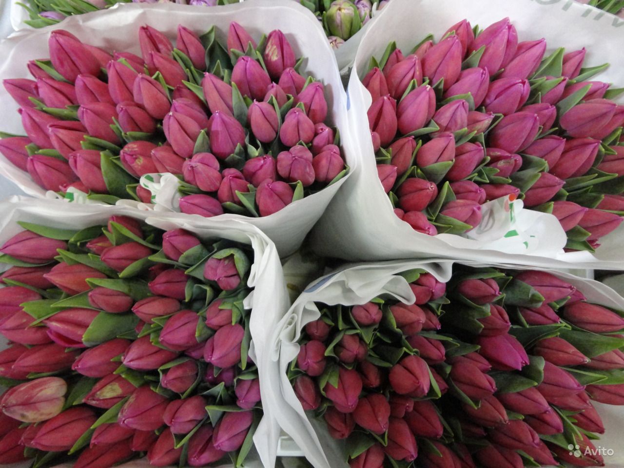 Купить Тюльпаны В Рязани С Доставкой