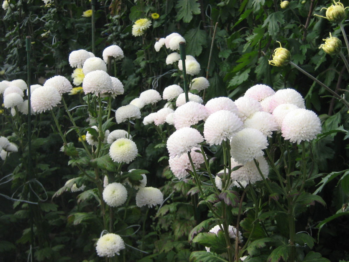 Хризантема белая Садовая многолетняя