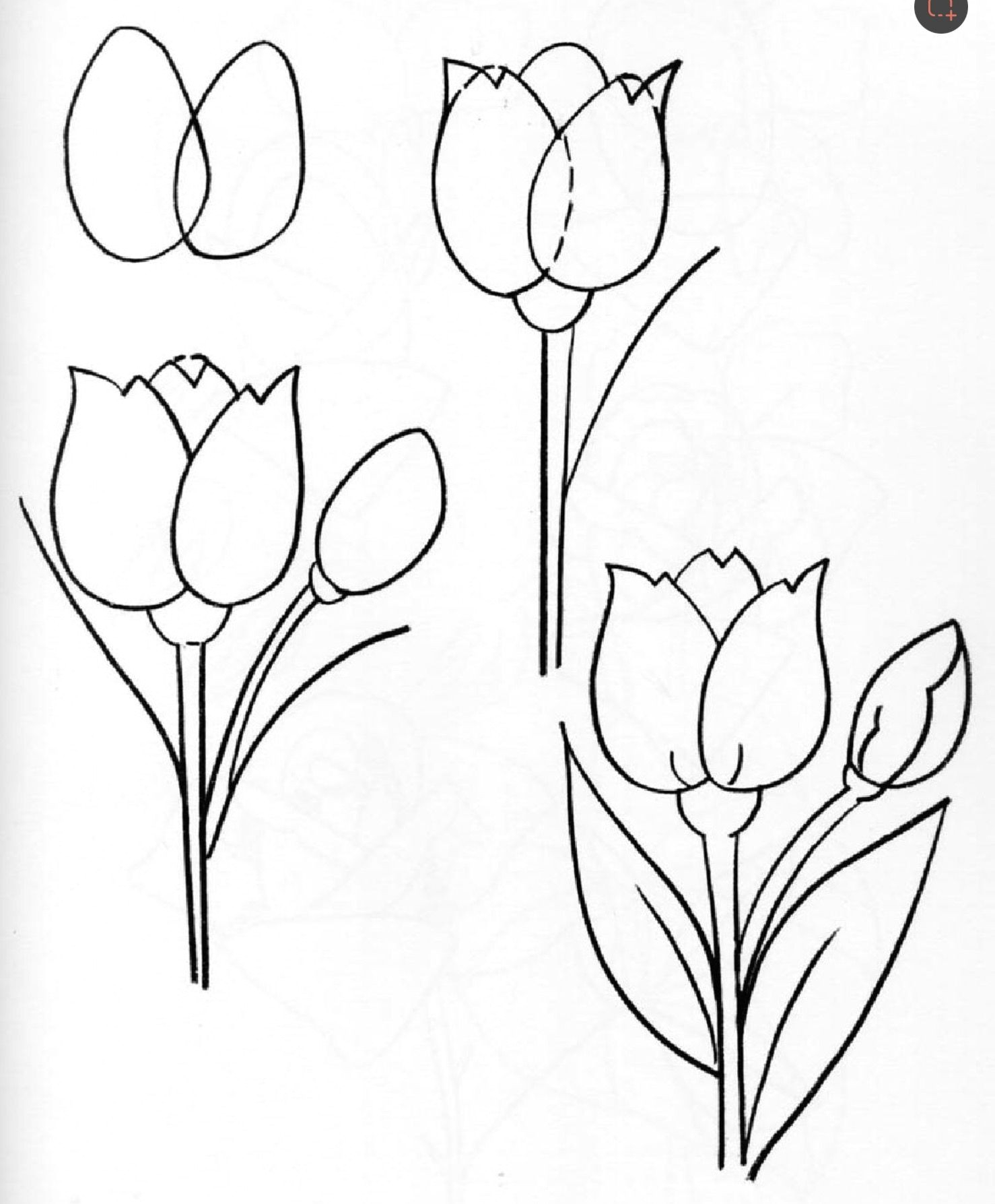 Нарисовать тюльпан поэтапно для детей как карандашом начинающих
