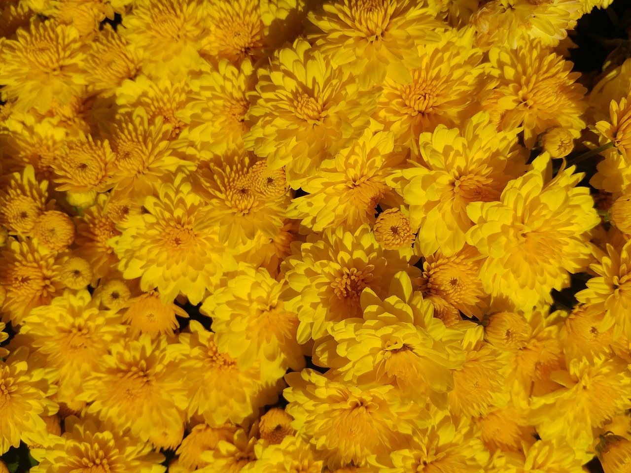 Хризантемы осень желтые цветы