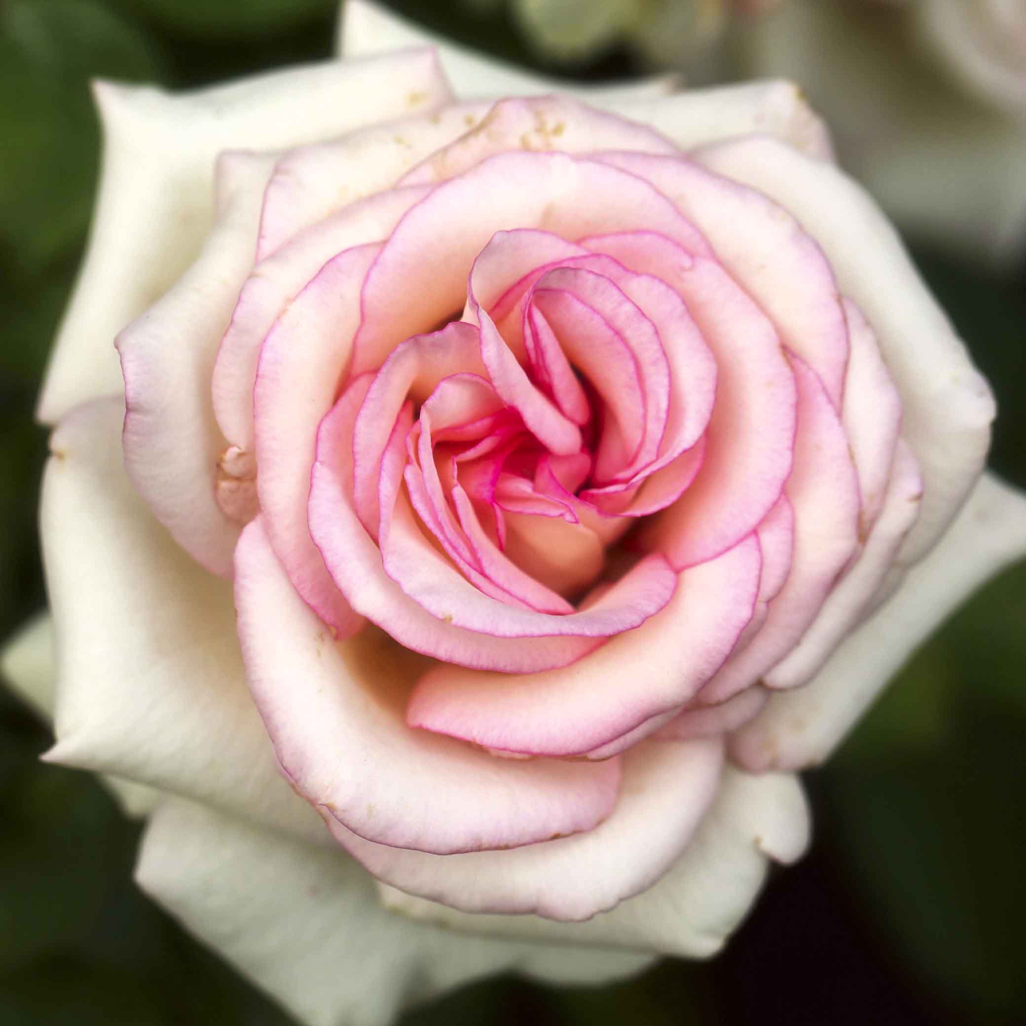 moonstone роза эквадор