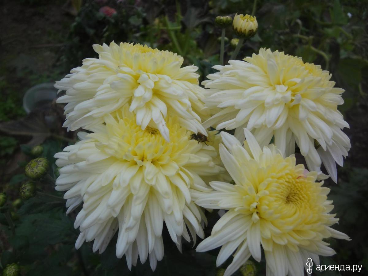Хризантема анна ярославна фото и описание сорта