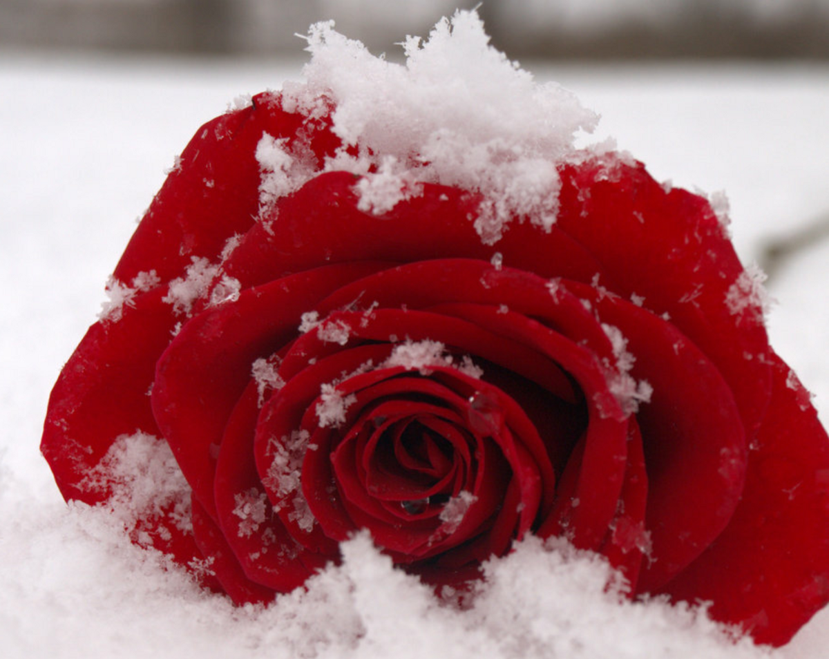 Розы снег красиво. Зимние цветы. Цветы зимой. Красные цветы на снегу.