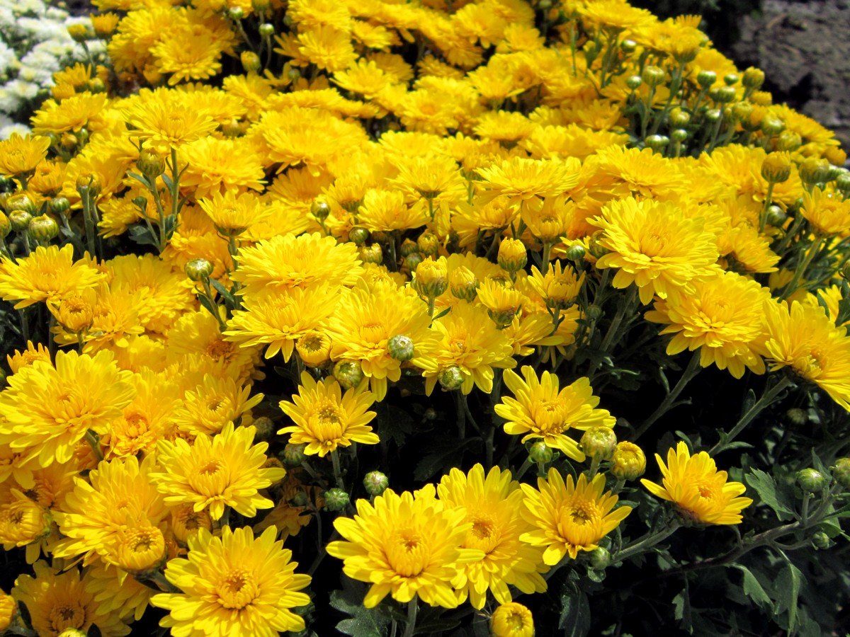 Желтые дубочки хризантемы