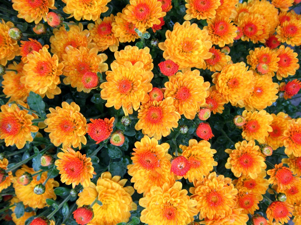 Хризантема дубок. Хризантемы дубочки. Хризантема корейская Дубок. Хризантема корейская Дубок оранжевая. Цветы дубочки хризантемы.