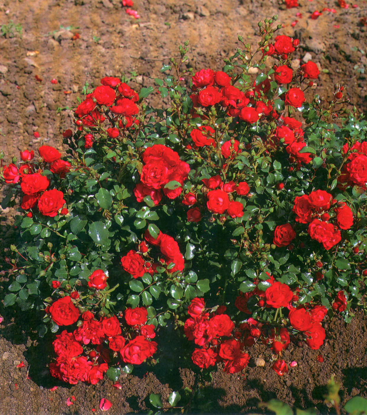 Роза почвопокровная аустриана фото и описание