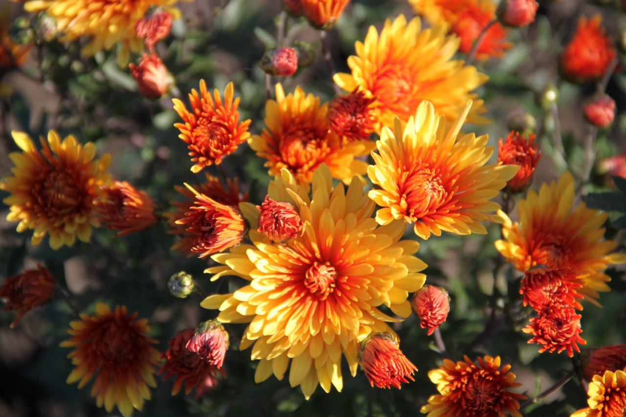 Хризантема солнцецвет описание и фото