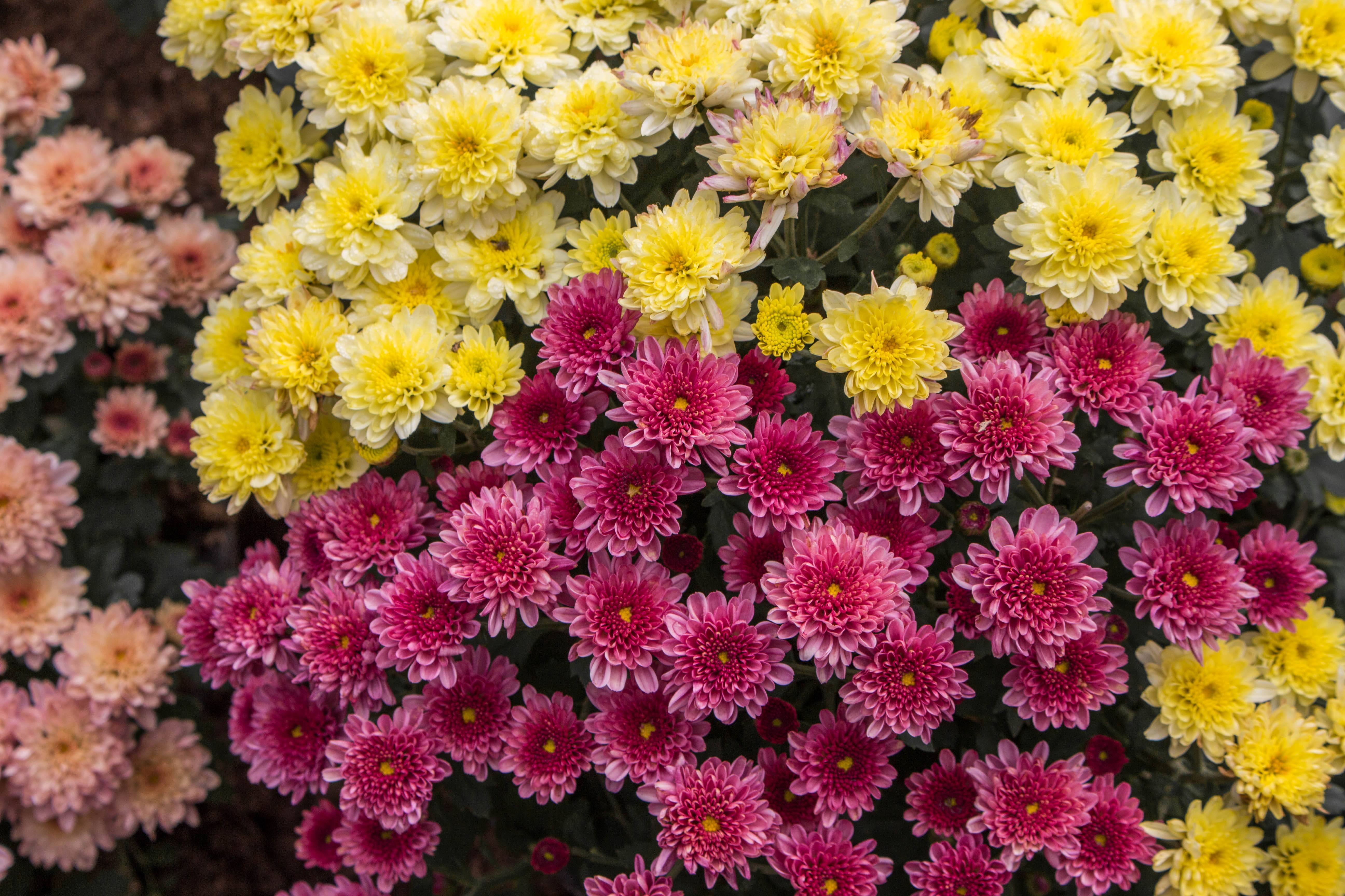 Хризантемы цвета какие бывают фото