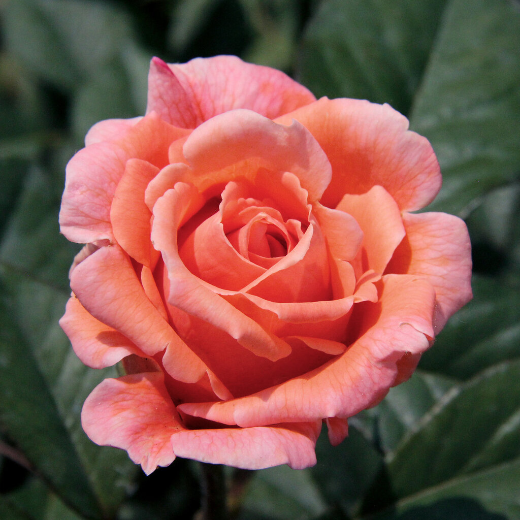 thumb=|Роза флорибунда / Rosa floribunda Tom Tom.