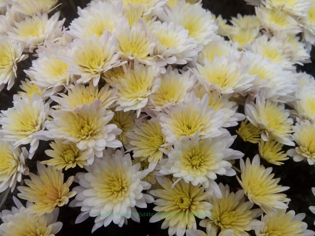 Хризантемы ивона фото