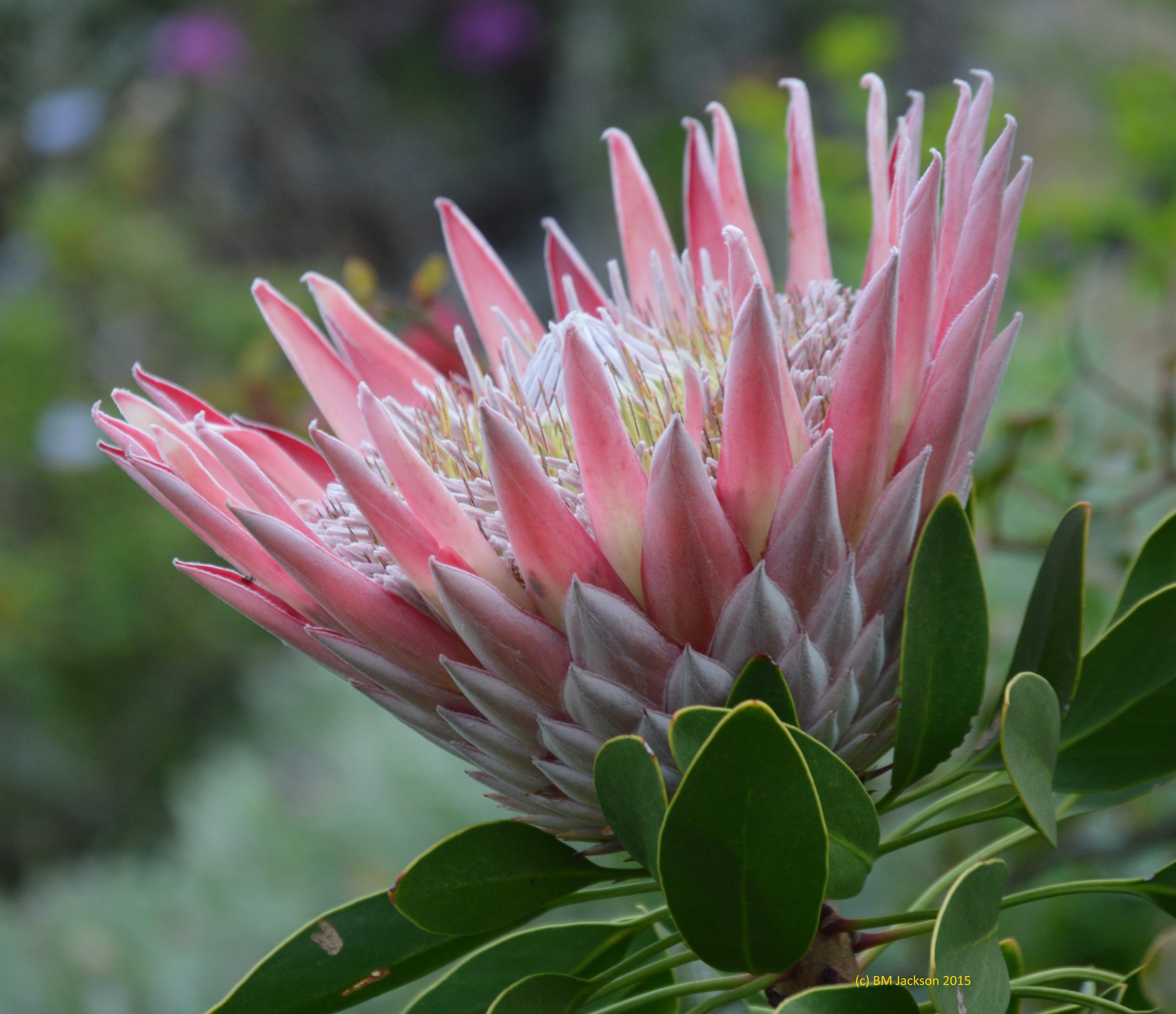 Protea cynaroides - протея артишоковая