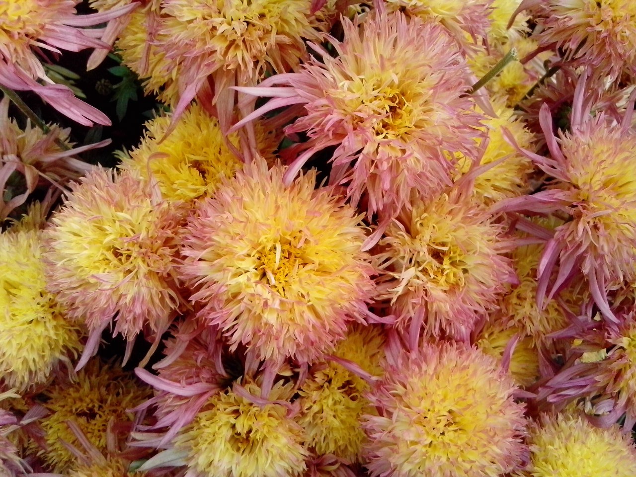Хамелеон хризантема корейская фото