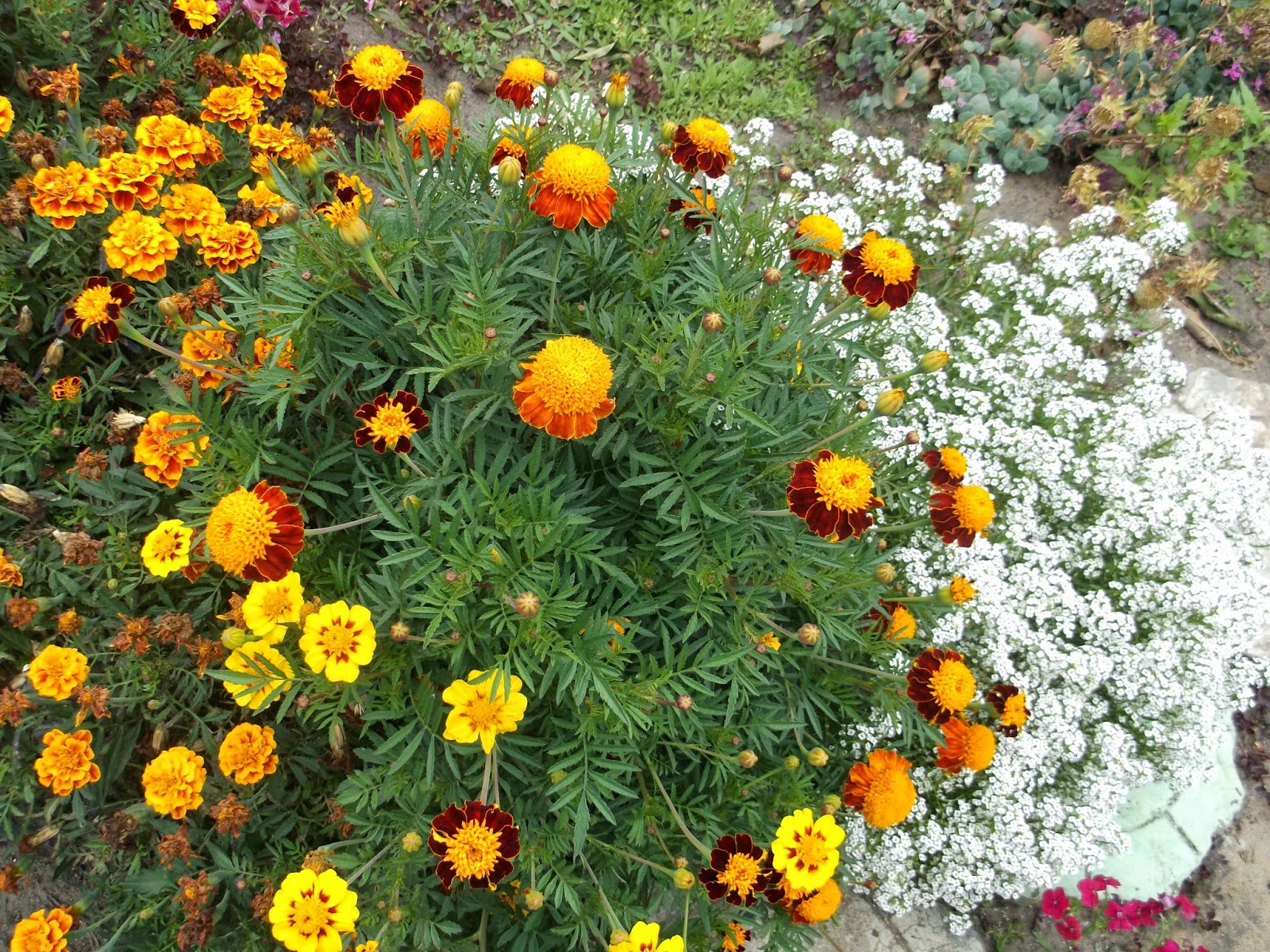 Хризантема солнцецвет описание и фото