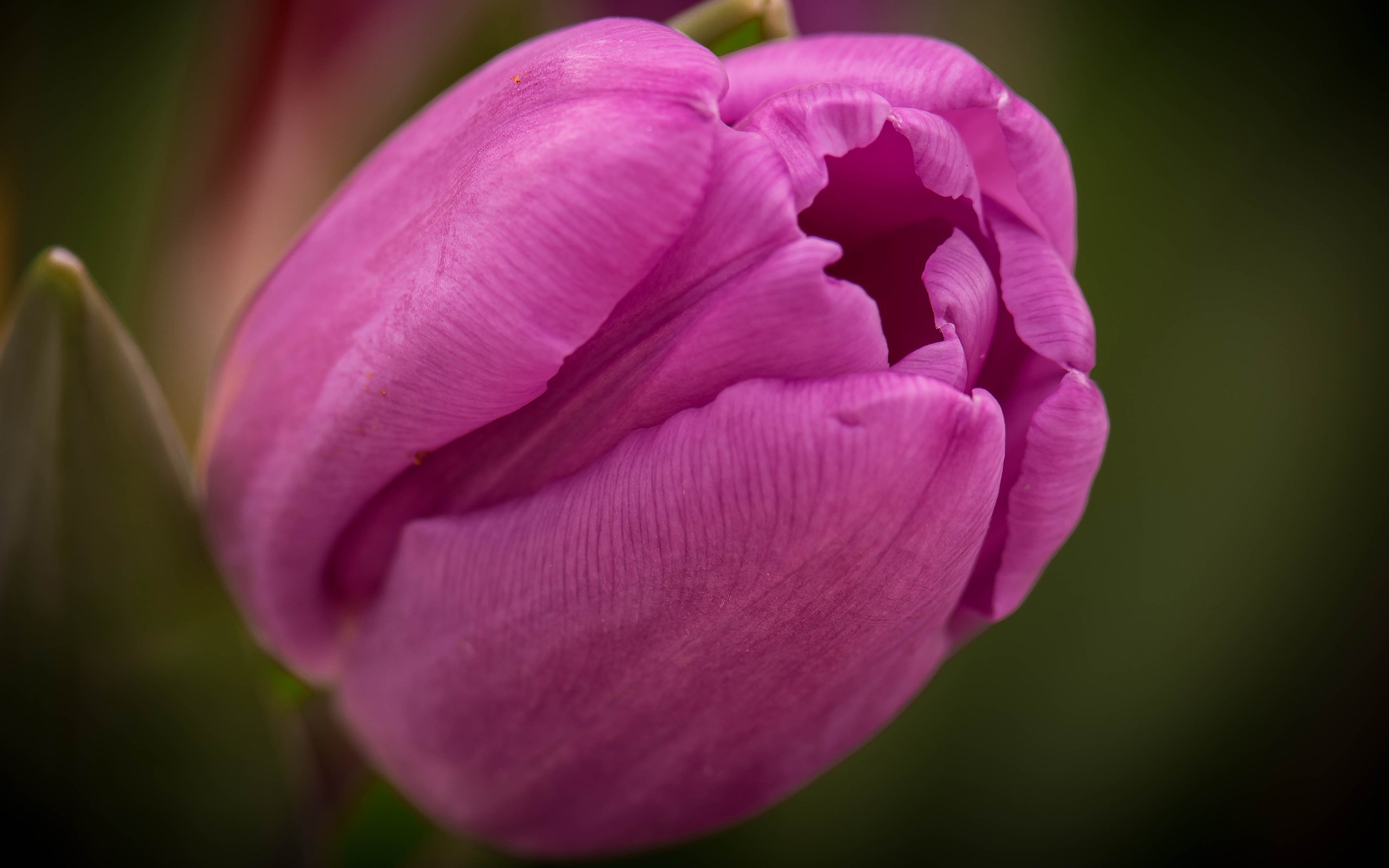 Махровый тюльпан фото цветов крупным