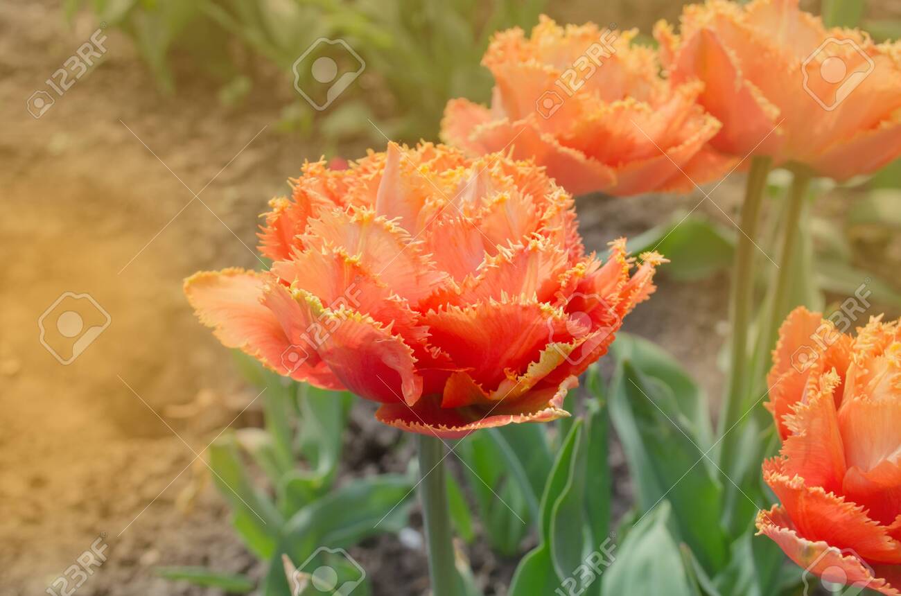 Тюльпан Анна красавица