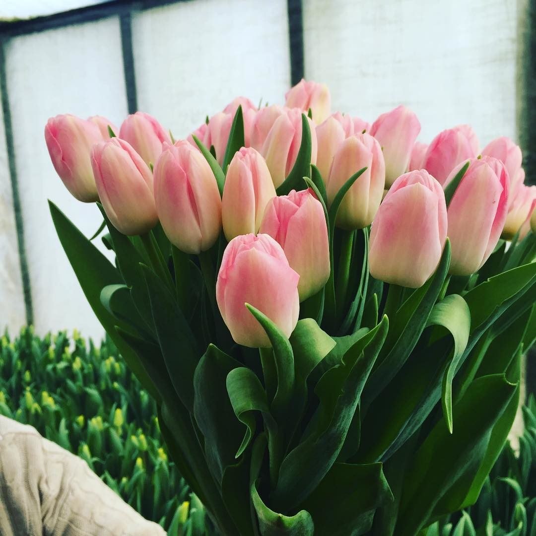 Фото с тюльпанами