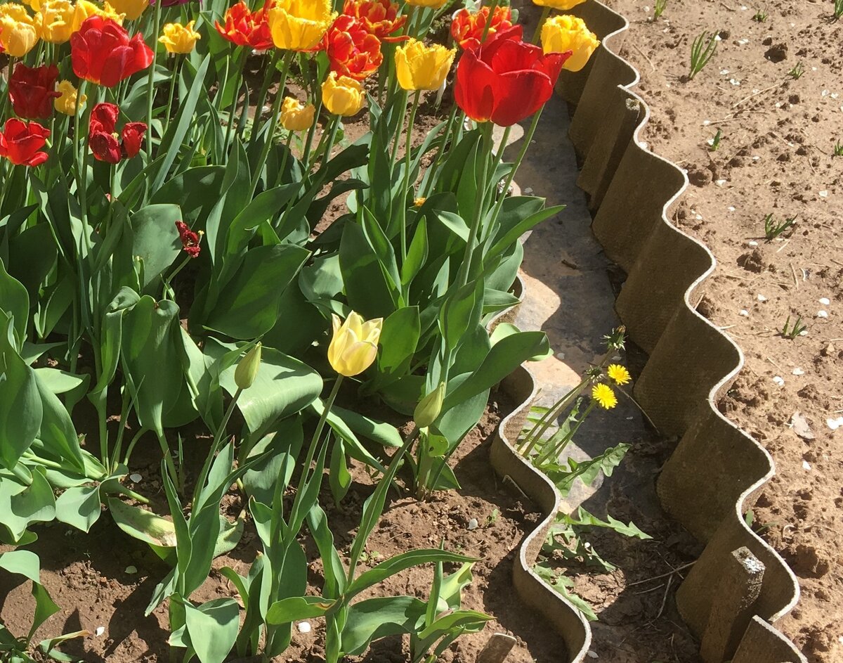 Как красиво посадить тюльпаны фото