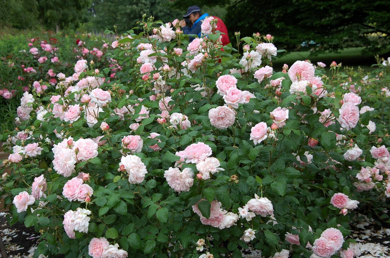 Роза Английская Парковая Эмили Бронте