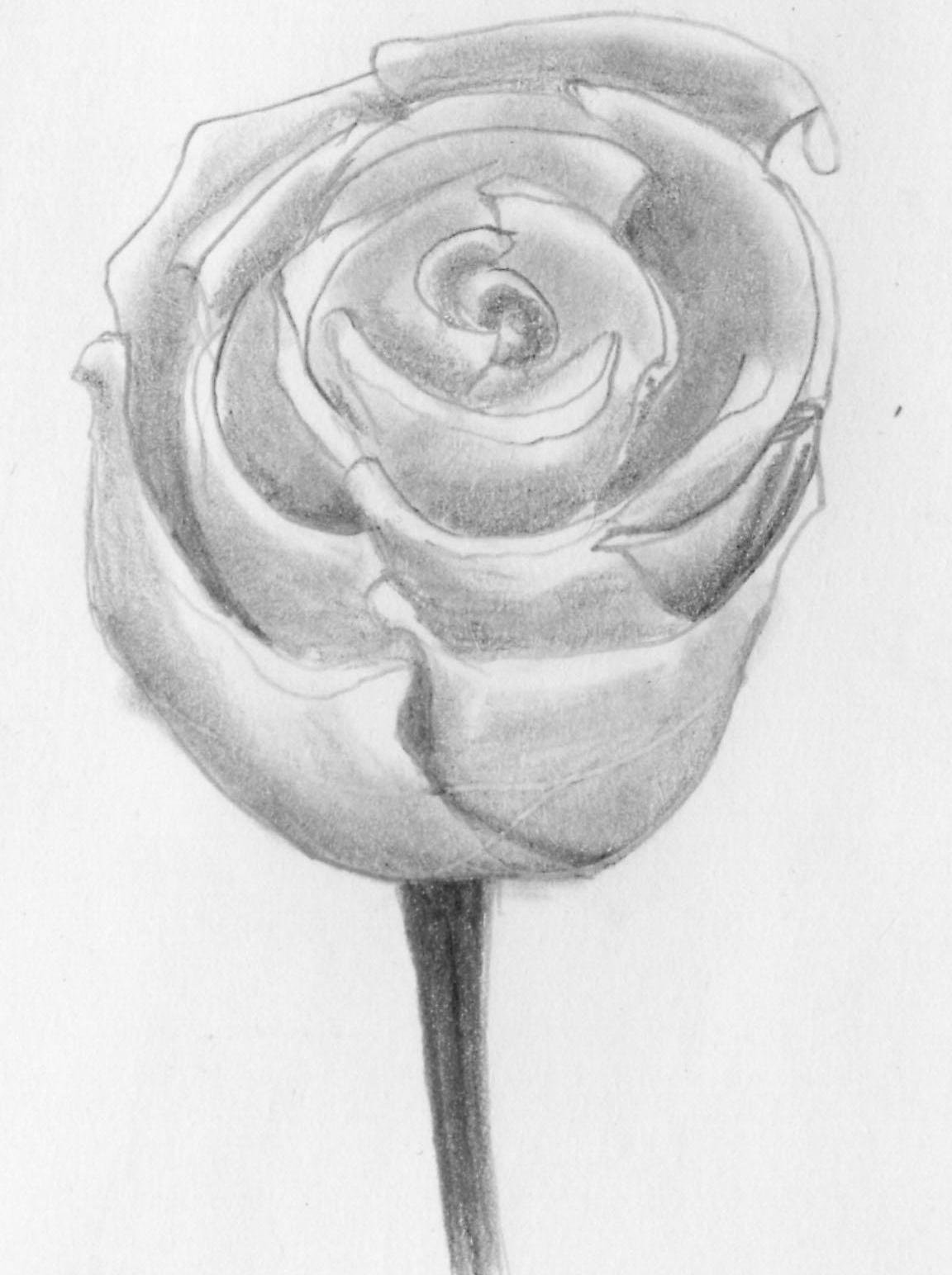 Роза для рисования карандашом