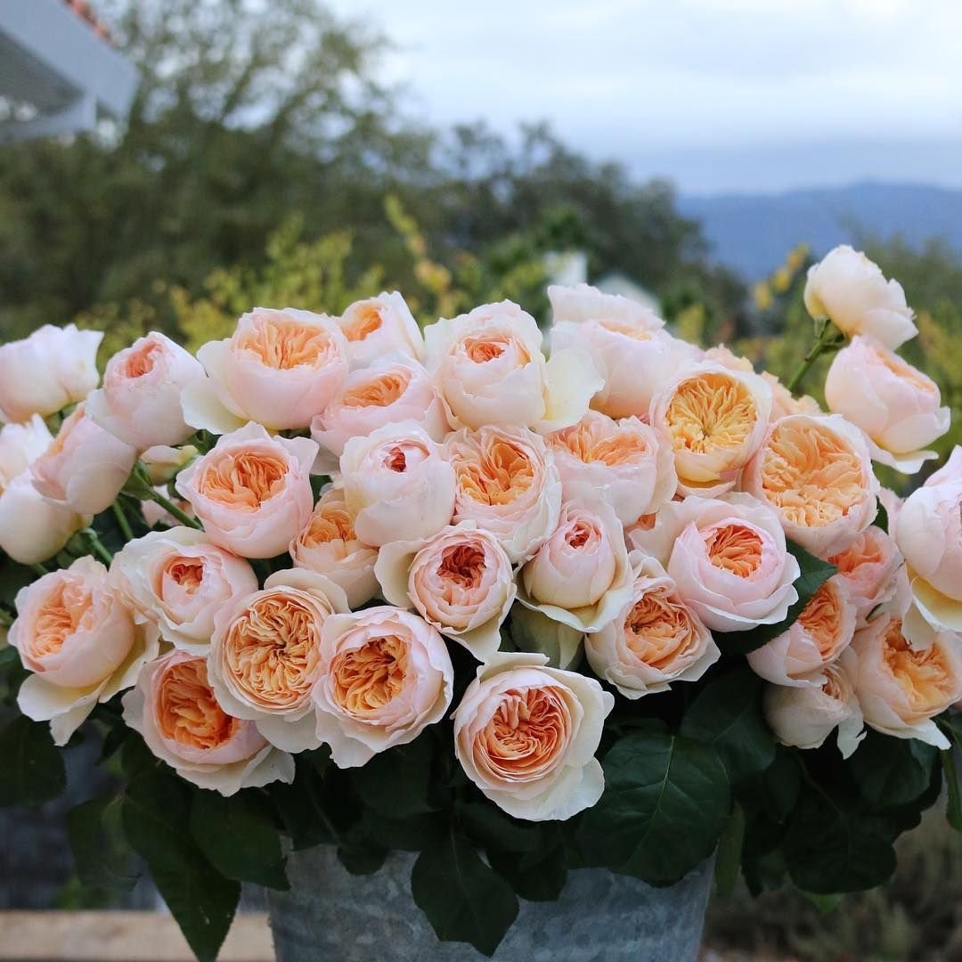 Сорта роз кустовые с фото и описанием
