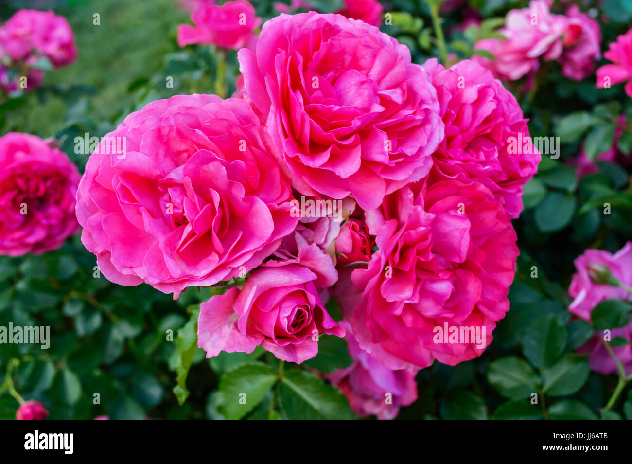 Розы клаймберы сорта фото описание