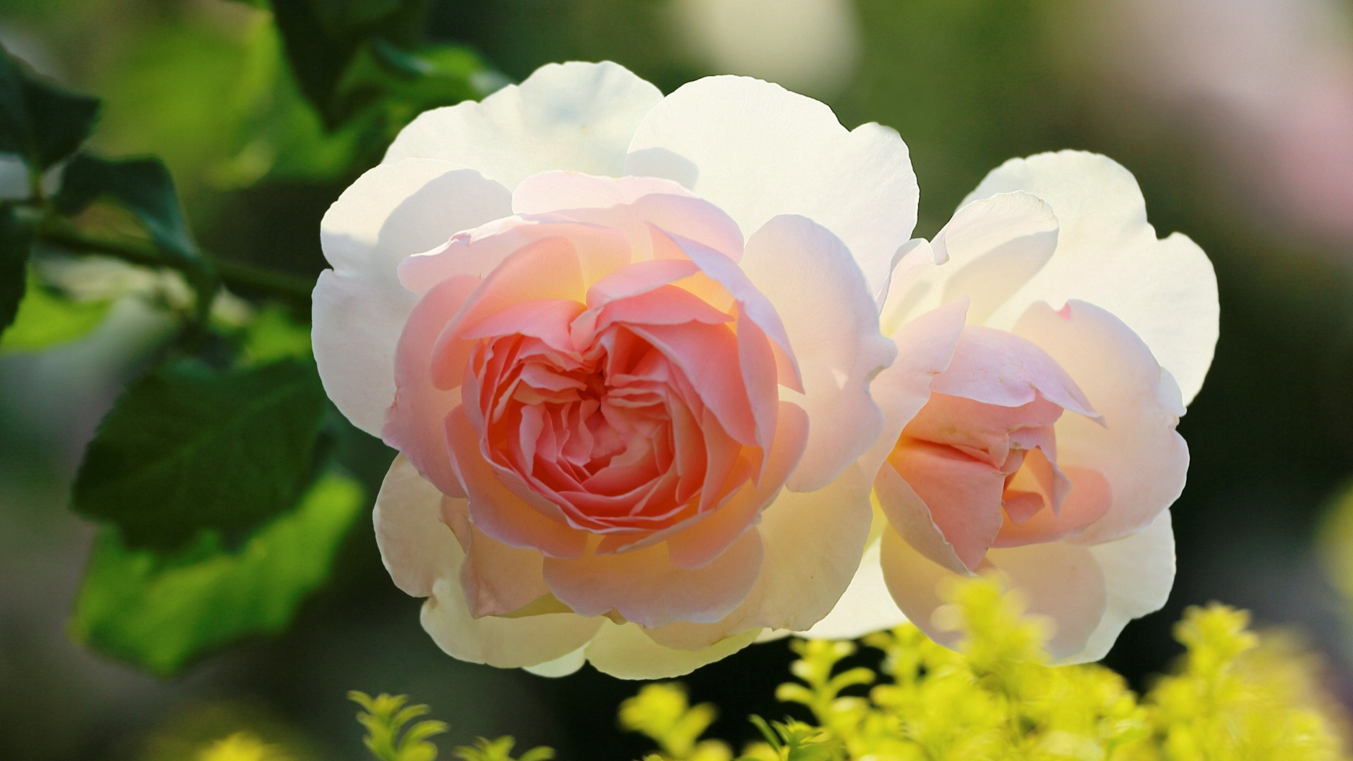 Роза маржолен (74 фото) »