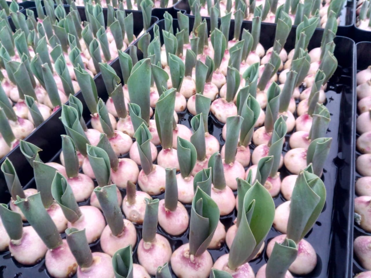 Выращивание тюльпанов в домашних условиях на продажу