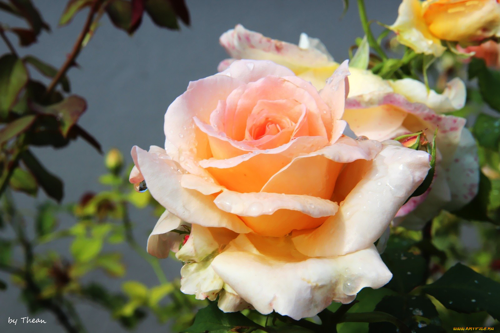 Роза кремовая с каплями росы