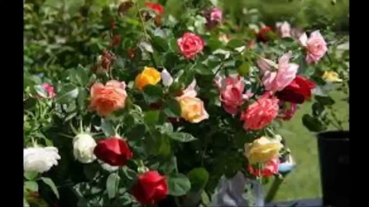растущие розы фото