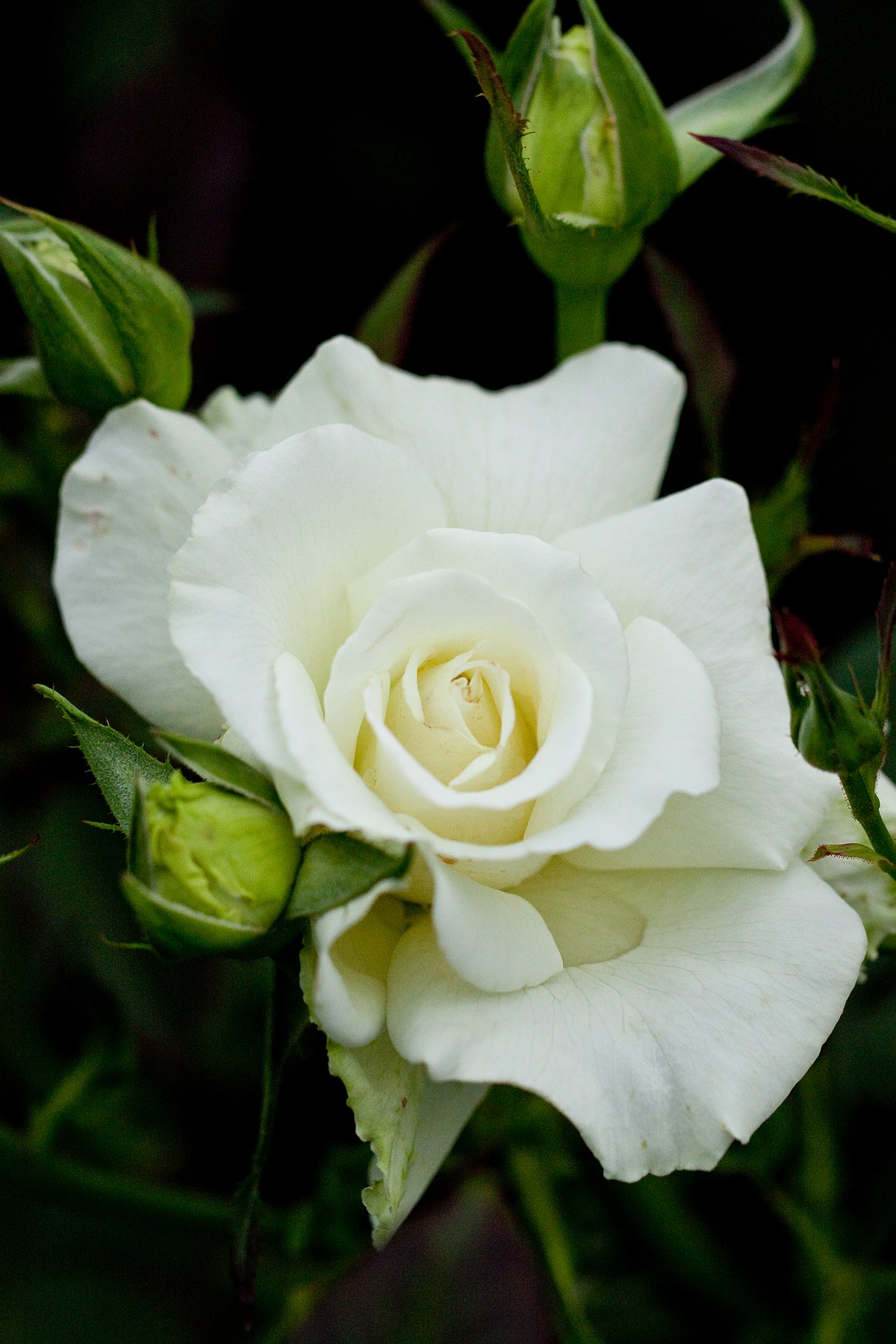 Роза чайно-гибридная Уайт Наоми