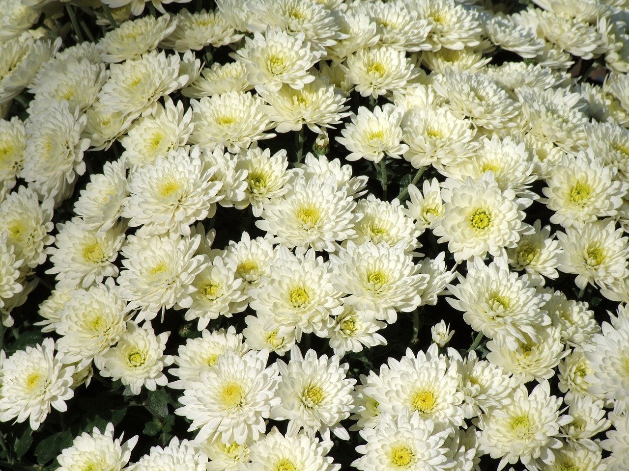 Хризантемы саратов. Хризантема корейская (Chrysanthemum koreanum. Хризантема корейская Бриз Уайт.