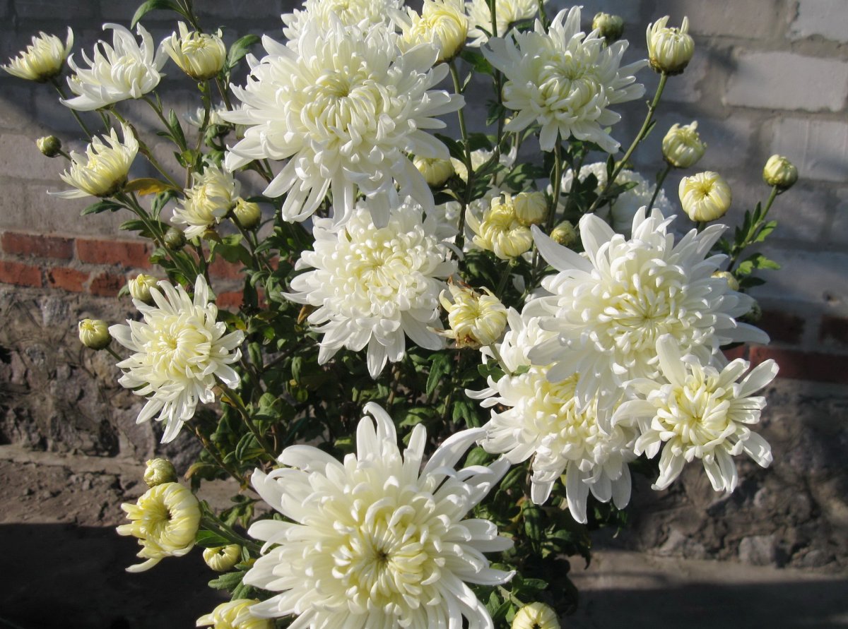Хризантемы ивона фото
