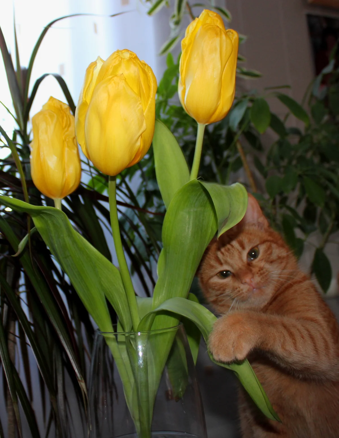 Кошка с тюльпанами. Котенок с тюльпанами. Котик с желтыми тюльпанами. Кошка с букетом тюльпанов. Котик с тюльпанами
