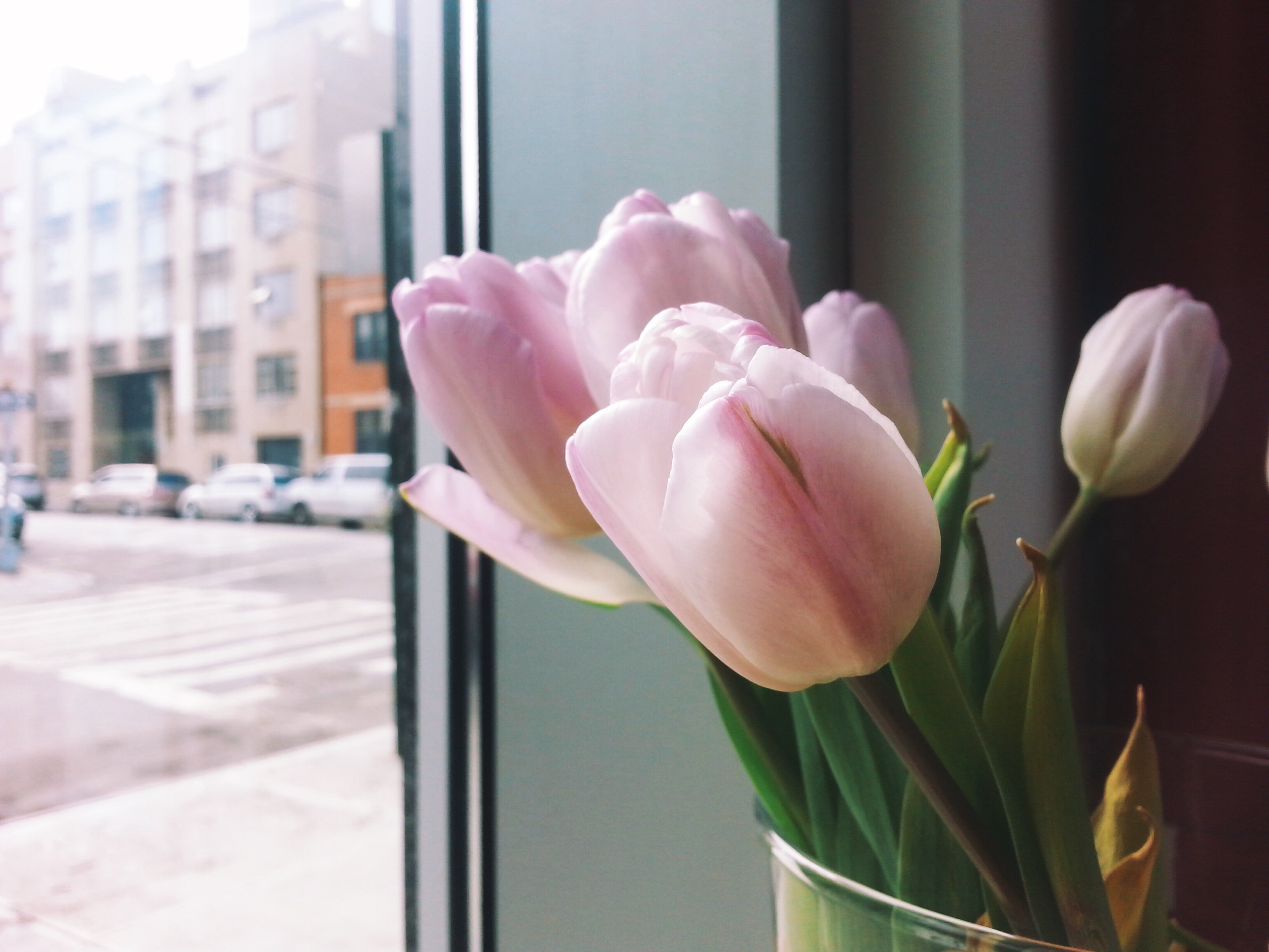 Нежные тюльпаны на окне
