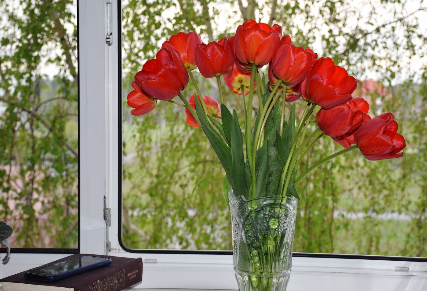 Тюльпаны на балконе зимой