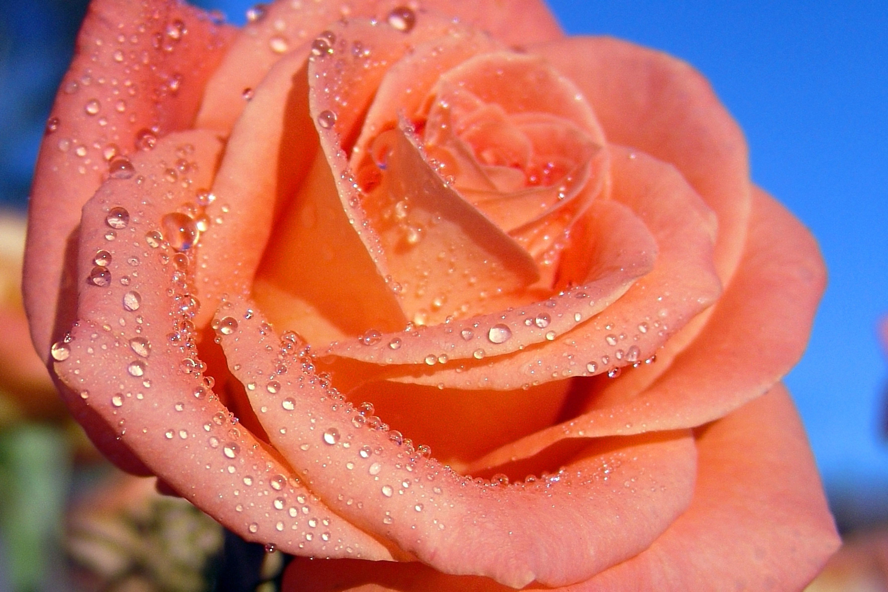 прекрасные розы фото